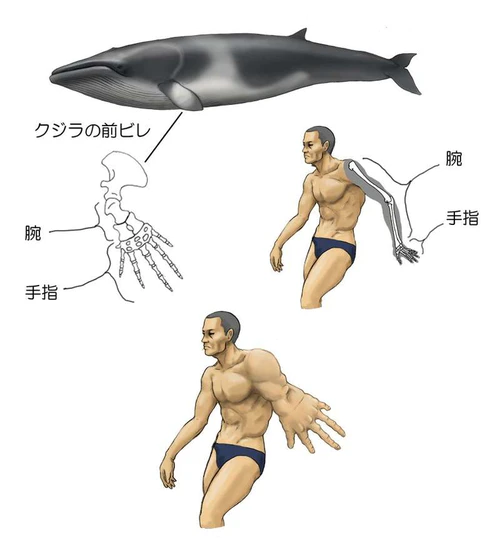 画风过于惊悚，日本古生物插画家《用人体表现的动物图鉴》