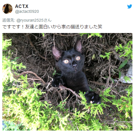 “隔空投送痴汉”案件频发 人类的信任靠喵星人维护！