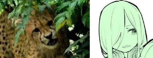 《五等分的花嫁》作者插画恶搞模仿“被树夹住的豹”
