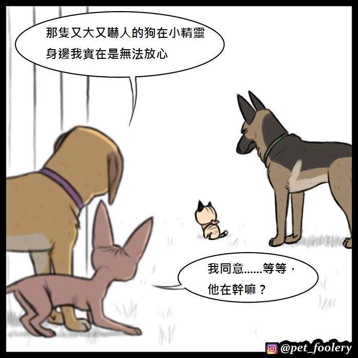 《军犬与家猫》最新漫画 这次揭晓了一点点大狗的过去…