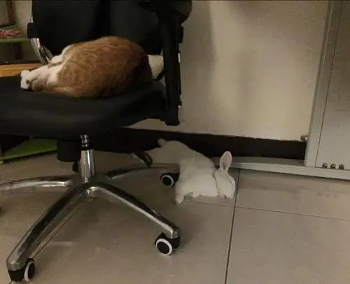 机智如他！养猫必看：一招预防电脑椅轮压到猫