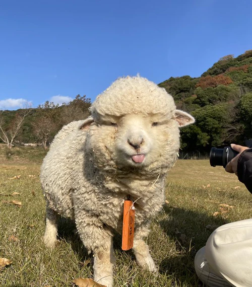 莫名治愈！红遍全球的日本小羊：平时下巴总是充满菜渣