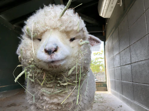 莫名治愈！红遍全球的日本小羊：平时下巴总是充满菜渣